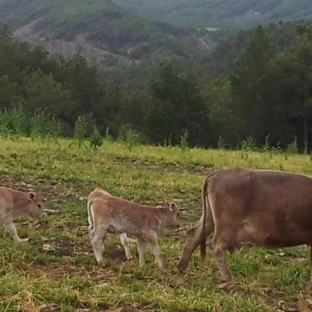 Lejlighed Vistas A La Montana En Un Pueblo Con Encanto. El Pueyo de Araguás