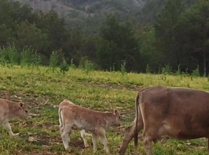 Apartamento Vistas A La Montana En Un Pueblo Con Encanto. El Pueyo de Araguás